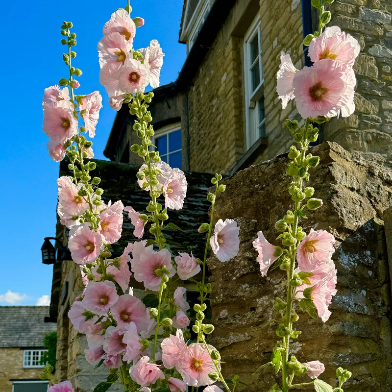 Blooming soft pink flowers in the sunlight in front of a countryside home.