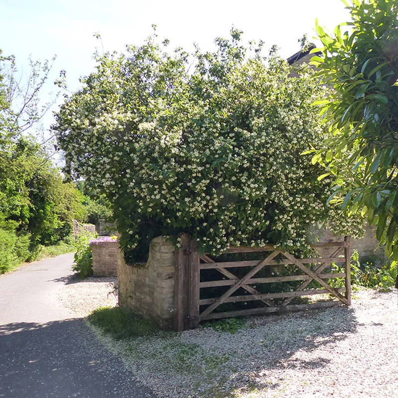 Flower blossoming tree overflowing over the stone walls and wooden gate, leading to a driveway